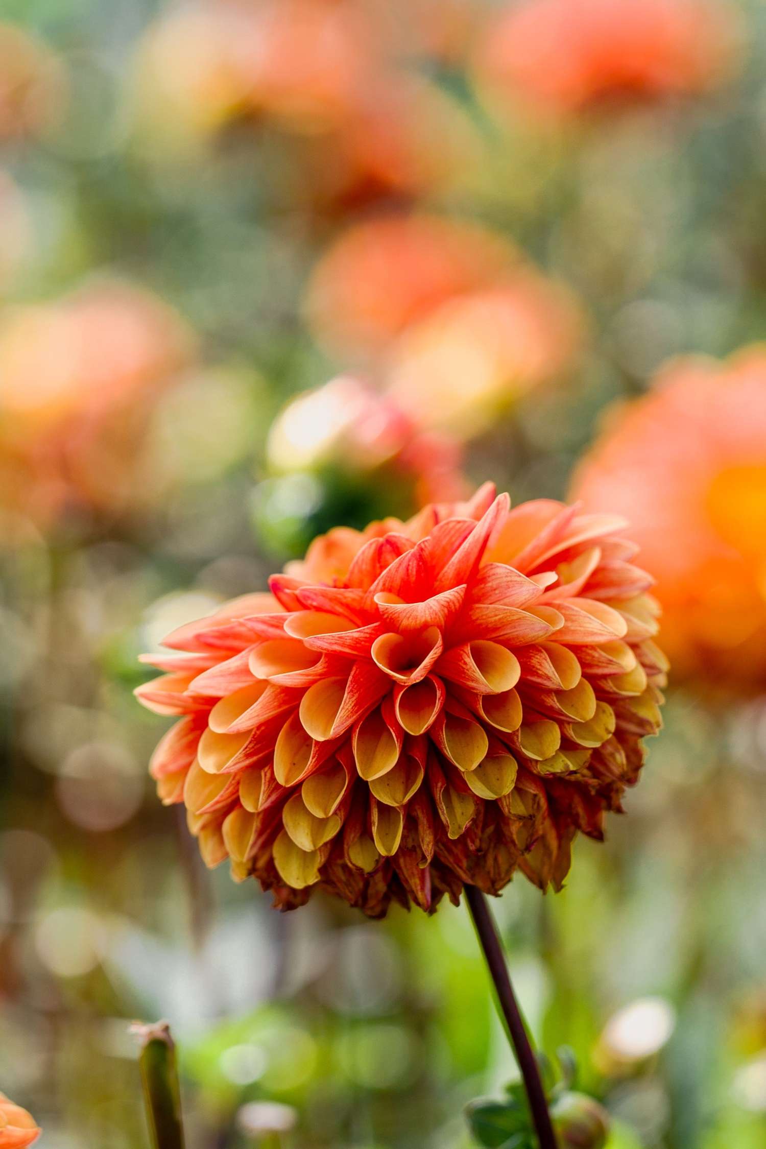 Dahlie 'American Sunset'